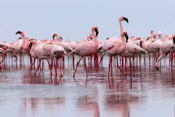 Wild african birds. Group birds of pink african flamingos  walking around the lagoon