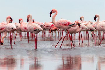 Wild african birds. Group birds of pink african flamingos  walking around the lagoon