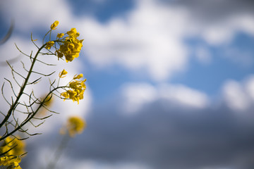 青空を背景に菜の花が咲く　春