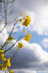 青空を背景に菜の花が咲く　春