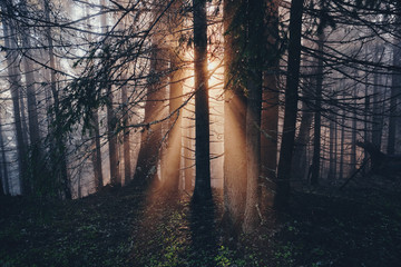 The rays of the morning sun make their way through the fog in the forest. Mountain forest, Carpathians. Dawn.