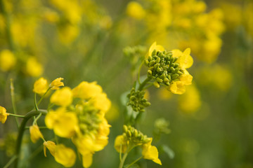 菜の花　春　マクロ撮影