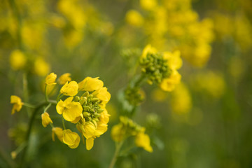 菜の花　春　マクロ撮影