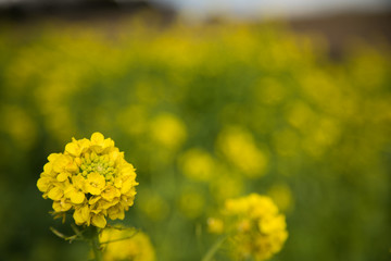 菜の花　春　マクロ撮影