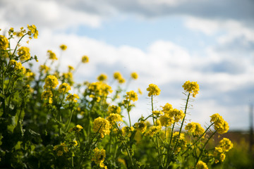 Obraz premium 菜の花 春 風景 空