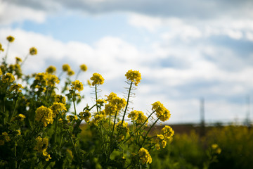 菜の花　春　風景　空