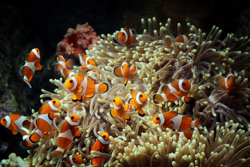 beautiful anemone fish on the coral reef, indonesia underwater marine fish