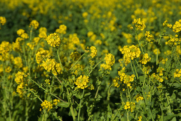 菜の花　春
