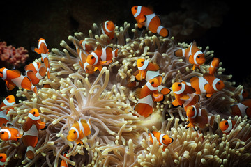 beautiful anemone fish on the coral reef, indonesia underwater marine fish