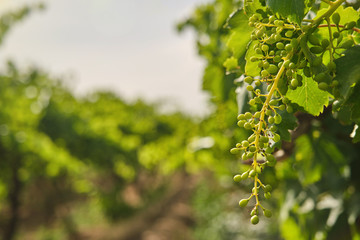 Obraz premium Unripe, immature grapes. In the vine branch, between the vineyard.