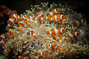 Naklejka na ściany i meble beautiful anemone fish on the coral reef, indonesia underwater marine fish