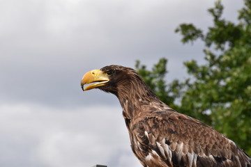 Sea eagle portrait with natural background an beak close