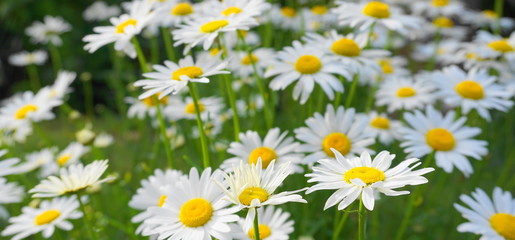 Fototapeta premium Meadow of white Chamomile flowers close up. Herbal medicine.