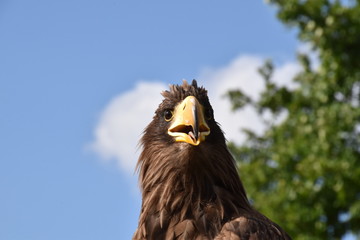 Sea eagle portrait with natural background an beak close