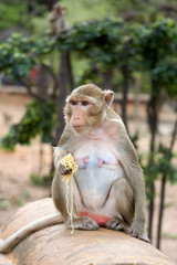 Obraz premium Sitting monkey holding yellow noodles with blurred tree backgrou