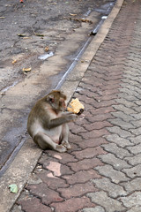 A monkey eating noodles on a cement floor