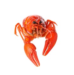 Fresh delicious boiled crayfish isolated on white