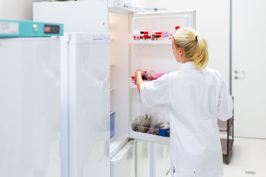 Female Researcher Storing Chemical Solutions In Refrigeration Cabinet. Different Types Of Chemical Solutions Stored In A Refrigeration Cabinet In Life Science Laboratory.