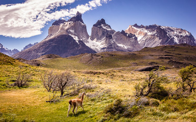 Fototapeta premium Guanaco on the field in Torres del Paine, Chile. Native wildlife in patagonian landscape.