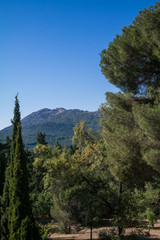 Obraz premium las góry drzewa natura przyroda liście 