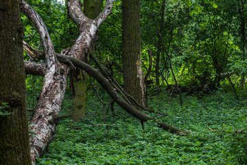 trees and plants in a forest in spring