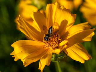 Megachile frigida | Abeille découpeuse de feuilles ou mégachile au corps brun noir, striée de lignes jaunes et blanches, dotée d'un panier abdominal aux poils courts collectant du pollen
