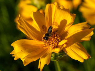 Megachile frigida | Abeille découpeuse de feuilles ou mégachile au corps brun noir, striée de lignes jaunes et blanches, dotée d'un panier abdominal aux poils courts collectant du pollen