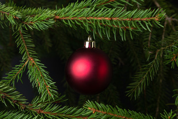 Fototapeta na wymiar Red bauble and branch of spruce tree. Christmas concept.