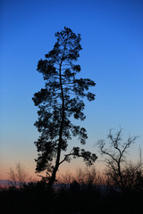 pine tree on evening sky background