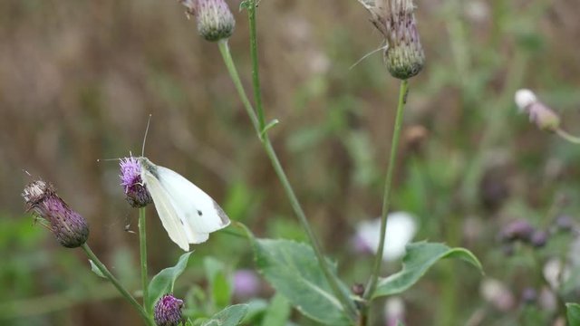 Pieris brassicae on a burdock flower.
