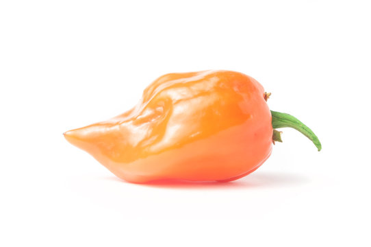 Habanero Orange Chili Pepper Isolated On White Background