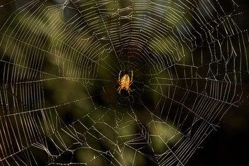 spider in a web on a dark background close up