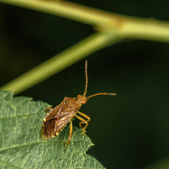 brown forest tree bug sitting on green vegetation, close-up in natural environment