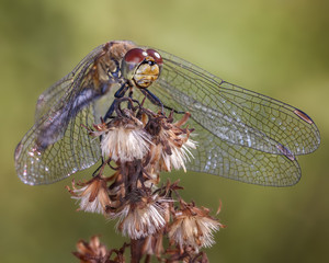 Dragonfly sitting on a branch, on a dark background, close-up