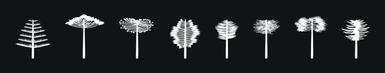 araucaria tree set. stock vector illustration