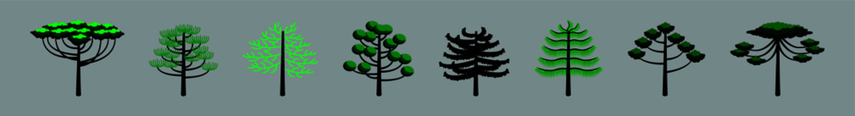 araucaria tree set. stock vector illustration - obrazy, fototapety, plakaty