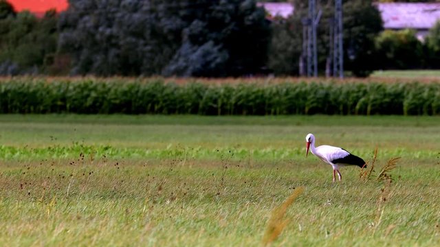 White stork on a meadow