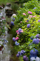 色とりどりの紫陽花