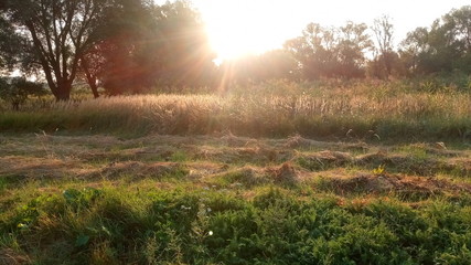 sunrise in a field with hay