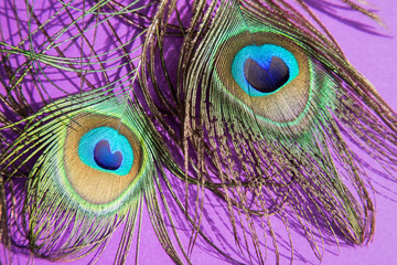 Peacock feathers lie on a lilac background, close-up . Horizontal orientation.
