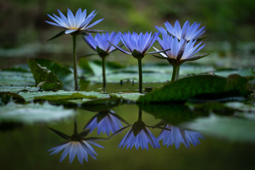 A photograph of water lilies with beautiful reflection