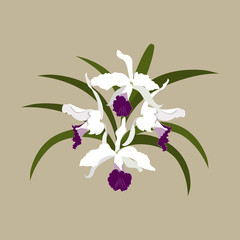 Vector illustration of white orchid. Is isolated. Template for postcard, poster, web design.