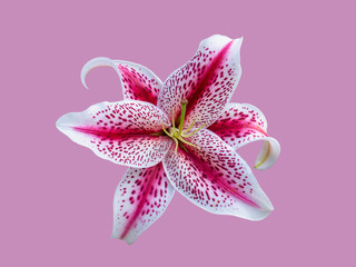 Delicate white tiger Lily isolated on pink background. Beautiful still life. Flower in the shape of a star. Spring time. Flat lay, top view. 