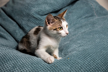A cute dappled kitten with yellow eyes on the sofa