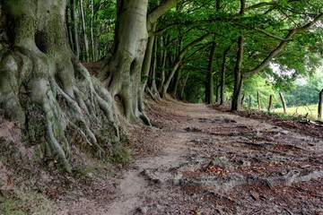 A forest path with large tree roots and old oak trees