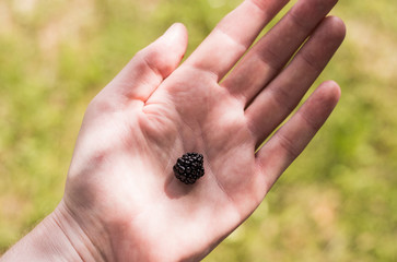 one black berry on the palm of the hand