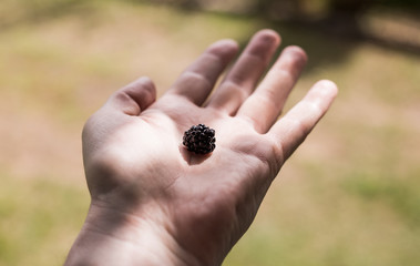 one black berry on the palm of the hand