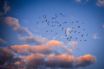 The flight of birds among the clouds