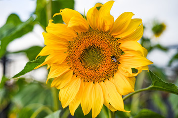 Fototapeta premium Copy space sunflower with bee against the sky