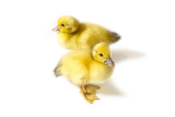Few days old two yellow duckling isolated on white.
